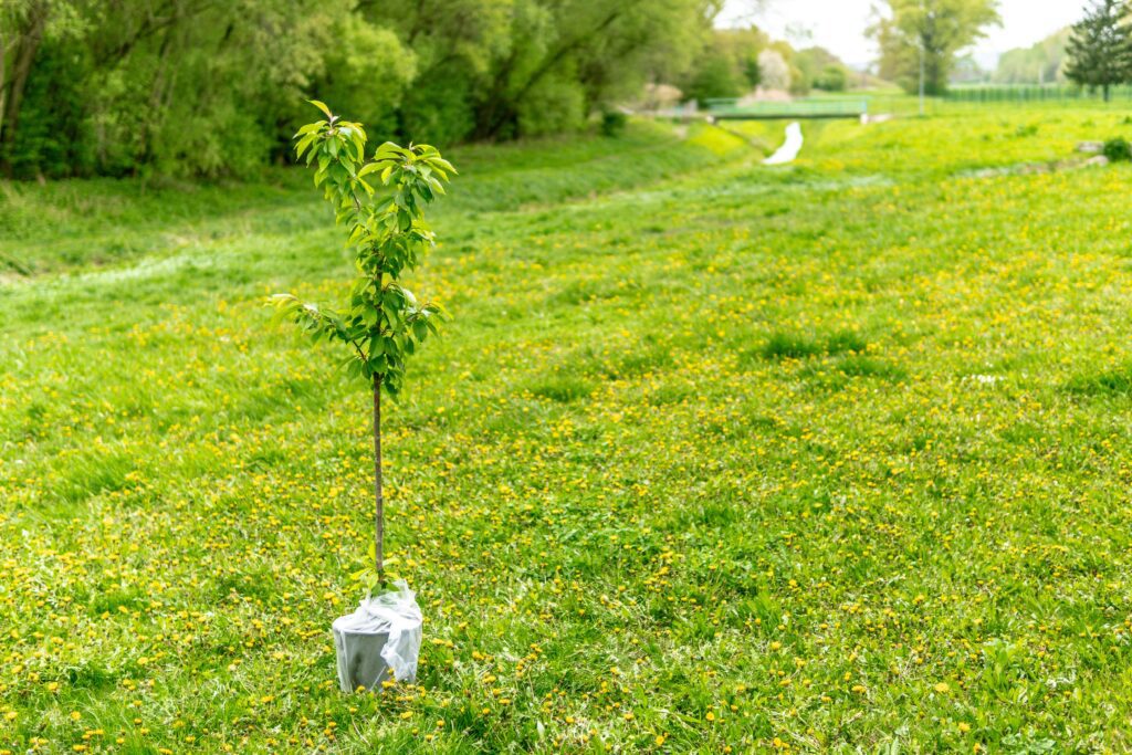 Árvore prestes a ser plantada.