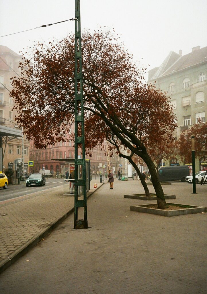 árvore absorvendo poluição